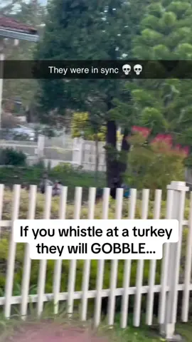 You have to hear the GOBBLEs at the end 😭 Follow @Pubity for more wholesome content #Pubity  (@turkeygirlkas via @collab)