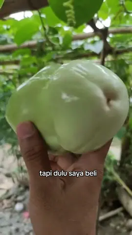 BUAH UNIK INI MIRIP K...... L #buahunik #buahunikindonesia 