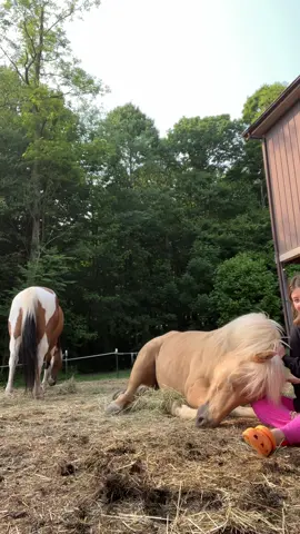 Coors last morning with me for a month 🥹 #hobbyfarm #minifarmlife #horses #horsesoftiktok #palominoquarterhorse #palominogelding #horselove #seratonin #morningboost #horsesontiktok #barntime #farmlife #farmlifebestlife 
