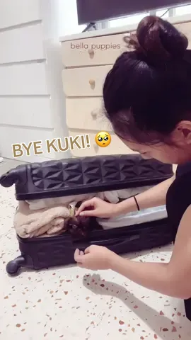 Replying to @Amber & Cooper   Kuki’s Tiny Pupdate - Kawawa naman Kuki! 😭💔 #shihtzusoftiktokph #shihtzupuppy #shihtzuphilippines #dwarfismawareness #dwarfdog #smallestdog #teacupdogs #puppy #pomeranian #viral #funnyvideos #dog #doglife #furparents #shihtzulovers #smallestdog 