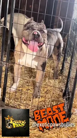 Exotic Paws Bullies 🐾 #fyp #bullies #viral 