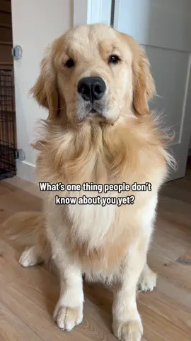 Anybuddy else or just me? #goldenretriever #cutedog #dogoftheday #sweetdreams #puppydreams