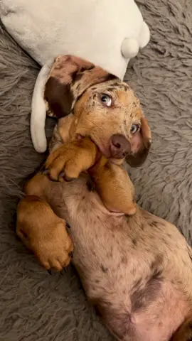 #dachshund #puppy #puppydachshund #doglover #dogsoftiktok #fyp #sausgaedog #perrosalchicha #salchicha #dogfunnyvideo #dogsounds 