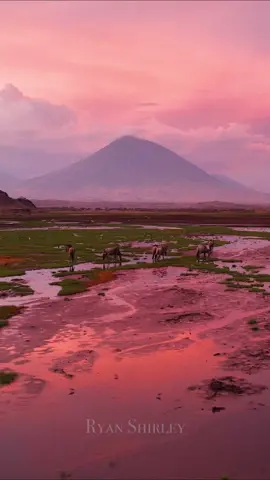 We were at Lake Natron which has been nicknamed the deadliest lake in Africa, mainly because not very many animals can survive off the salty waters except for flamingos🦩It was after sunset and was getting dark then suddenly the sky lit up with this amazing cotton candy color. It was a dream to watch the wildebeest roaming the marshy waters with the Ol Doinyo Volcano in the background 🌋 Africa is truly on another level 🌍🌅 #tanzania #africa #tiktoktravel 