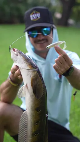 Snakeheads go crazy 🤣👌🏻🔥  #fishing #fish #snakehead #bass #snook #fishingaddict #fishguy 