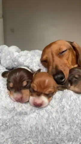 Precious moments with her bundle of pies 🐶♥️ #piebalddachshund #minidachshund #newbornpuppy #fypdog #PuppyTikTok #sausagedog 