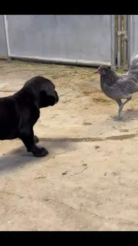 Dancing with a Hen 🐓 #canecorso #chicken #chickensoftiktok #canecorsoitaliano #canecorsoforlife #barnlifechoseme #barnlifeisthebestlife 