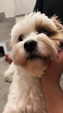 Meu pingo de gente 🐶❤️        #lhasaapso #lhasa 