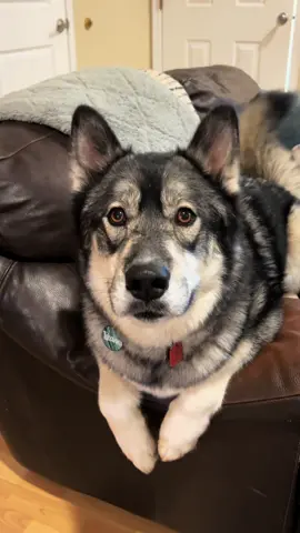 If Tikanni could talk I’m certain he’d say this…  . . #fypシ #huskylove #funnyvideos #humor #funnydogmom #dogmomlife #huskylife #lifewithadog #huskie #backtalk #funnyvideo #viral #dogsoftiktok 