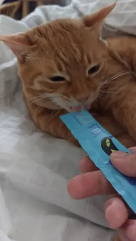 Tito loves the snack #cat #churu #gato #고양이 #fyp #viral 