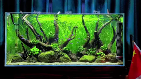 Vẫn là layout đá cuội nhưng hnay kết hợp thêm vs cỏ cọp xanh mát #bểcáthuỷsinh #bểthuỷsinh #aquarium #thinhhanh #xuhuong 