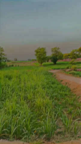 Jaan dy tooty veer ❤️🚩#foryoupage #foryou #pindaaly #juttbro#zain#kudrat#waqas 