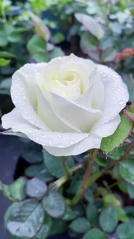 #花 #goodmorning #Vlog #お花畑 #BeautifulFlower #scenery #cure #お花のある暮らし 