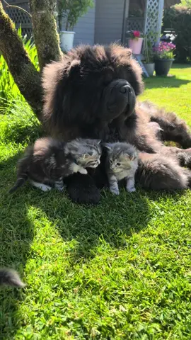 Who says Cats & Dogs cant be friends???  #tomoradychowchows #chowchow #chowchowlife #dog #dogsoftheday #cat #kittens #mainecoon #mainecoonkitten #catsanddogs #dogandkitten #dogandkittenlove #bestfriend 