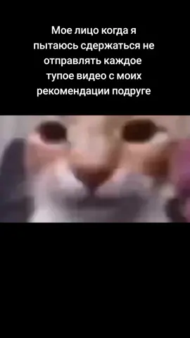 СОРРИ АХАХААХАХАХ #щитпост  #кот #лицо #индус #индусплачет #котвахуй #дейдара 