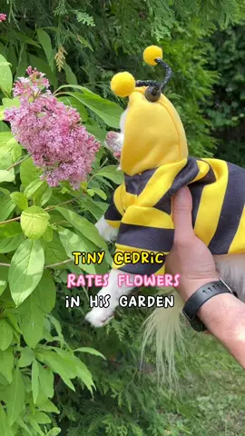 Cedric the chihuahua bee is back at rating flowers! 🐝 So many new blooms to smell! 🌼🌸🐾🐶 #chihuahuacedric #cutechihuahua #cutedogs #funnychihuahua 