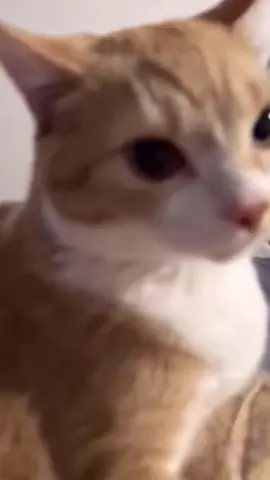 🥺