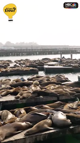 Did You Know? #Sealions took over #Pier39 after the 1989 Loma Prieta #earthquake 