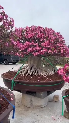 Wonderful Adeniums😍 #Adenium #DesertRose #BonsaiSociety 