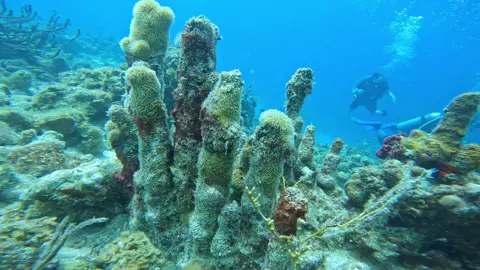 Pillar Coral (Dendrogyra cylindricus) This coral is becoming exceedingly rare to see due to Stoney Coral Tissue Loss which began in 2014 and has since decimated the population throughout the Caribbean.  #carribean #usvi #usvirginislands #diver #scubadiving #scuba #coral #pillarcoral  