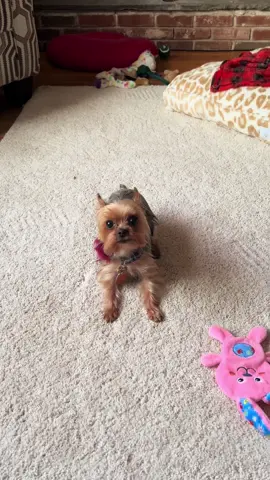 crazy baby dog check #puppy #crazy #crazypuppy #dog #wilddog #yorkie #yorkiesoftiktok #yorkiemom #teacupyorkie #teacuppuppies #babydog #bella #barking #barkingchallenge #dogsoftiktok #trending #fyp #thatsjustmybabydog #puppytok #zoomies #zoomie #zoomchallenge #baddog #gooddog 
