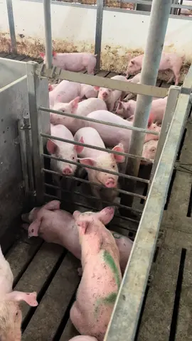 Tiếng heo kêu lofi cực chill 🤡#pig #channuoiheo 
