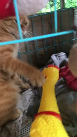 Angry orange bebe cat fights with chick 🙀🙀🙀🙀🙀🙀🙀🙀🙀🙀#nigelning #nitobemanei #新渡戸まねい #orangebebecat#bebecat #foryou#foryoupage #trend#trending #cat#catsoftiktok #猫#猫のいる暮らし #ネコ #子猫 @Nigel Ning A Thousand Wonders @Nigel•Ning-NITOBE•MANEI-新渡戸まねい @Nigel Ning 💋lookbook beauty💋 @Nigel Ning_🐱Orange Bebe Cat🐱 @tiktokglobal @TikTok @Nigel Ning Nitobe Manei 新渡戸まねい @Nigel Ning Nitobe Manei 新渡戸まねい @Taylor Swift @Nigel Ning* Dream Doods 新渡戸まねい @Nigel Ning Nitobe Manei 新渡戸まねい @TikTok Trends @Nigel Ning Funny Tiktoker Vlog @Nigel Ning Nitobe Manei 新渡戸まねい @Nigel$Ning$NitobeManei$新渡戸まねい$ @Nigel Ning 过新渡戸まねい NitobeManei @Nigel_Ning_新渡戸まねい-Nitobe_Manei 
