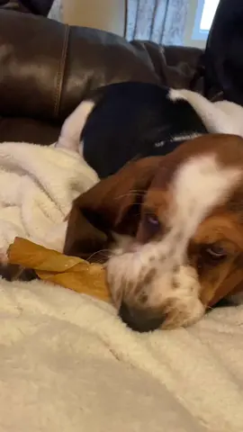 Tater, 20 lbs @ 11 weeks old  #europeanbassethound #bassethound #dogsoftiktok #bassethoundsoftiktok #funnyanimals 