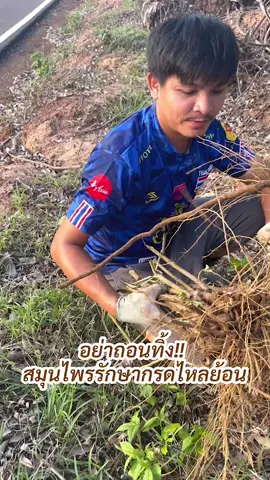 อย่าถอนทิ้ง! สมุนไพรสาบเสือ ต้มดื่มรักษาโรคกระเพาะ กรดไหลย้อนหายดี #สาบเสือ #ต้นสาบเสือ #วิธีต้มสาบเสือ