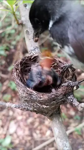 Crazy Thrush Parent Feeding its Baby in the Nest #BirdParenting #NurturingLove #FeedingTime #NatureWonders #FYP.  Follow our new account @TheRealBabyBirdBites for more!  