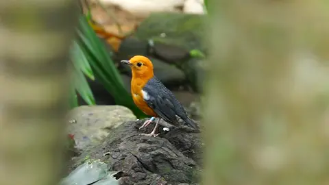 ANIS MERAH #ANIS #ANISMERAH #anismerahindonesia #anismerahmania #AVIARY #aviarybirds #anismerahlokalgunungkidul