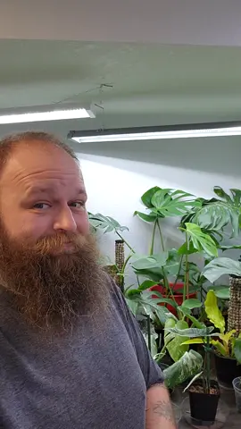 Plant nonsense 😬 #houseplants #creative #plantslover #plantstuff #plant #plants #plantsoftiktok #planttiktok #PlantTok #fyp #fypシ #houseplantsoftiktok #pothosplant #pothos #marblequeenpothos #plantshop #plantstore #sesamestreet #crafts 