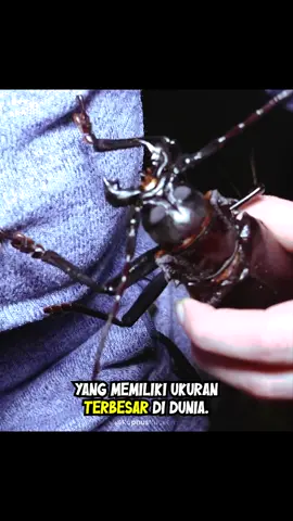 Titanus Giganteus, Kumbang Raksasa Terbesar di Dunia #kumbang #faktaunik #hewan #binatang #animal #animals #hewanliar #serangga #insect #tahukahkamu #faktamenarik #kumbangtandukraksasa #fakta 