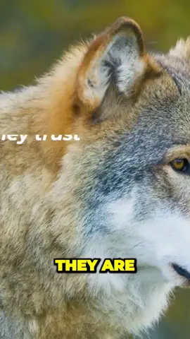 The Myth of the Lone Wolf: Uncovering the Shocking Loyalty of Sigma Men#sigma #sigmamale #thomasshelby #sigmatraits #trait #lonleywolf #strength #success #sigma #sigma #sigma #sigma #sigma 