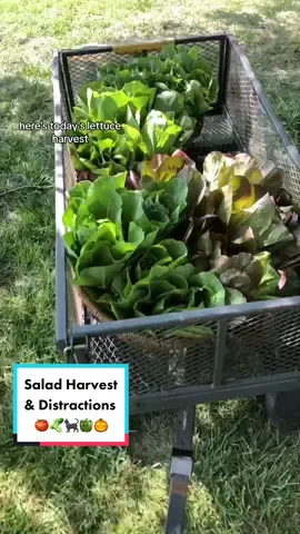 Salad harvest with distractions 😜 🍅🥒🐈‍⬛🫑🎃  #salad #greens #lettuce #harvest #harvestbasket #garden #gardentok #garden101 #gardentips #gardening #gardeningtok #gardening101 #gardeningtips #Homestead #homesteadtok #homesteadlife #homesteading #farm #farmtok #farmlife #wholesome #positive #vibes #plants #greenthumb #victorygarden #veggiepatch #berrypatch #growagarden #growfood #growfoodnotlawns #comealong #comealongwithme  #fyp #fypage #foryou #foryoupage #viral 