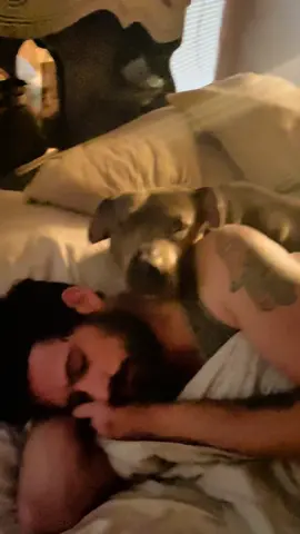 Tessa, the best alarm clock you could have #cute #dogsoftiktok #pitbullsoftiktok #bluepitbull #bluepit #cutedog #dogvideos 