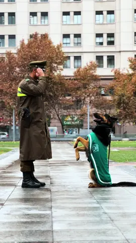 ¡Por fin viernes! Y que mejor de entregar amor a nuestros amigos perrunos 🐕  que junto a nosotros, tenemos la gran labor de resguardar la seguridad de toda la comunidad 💚 #carabinerosdetodos  #Carabineros #Chile #dog #doglover 