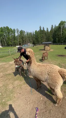 Ernie fancies himself the farm sheriff 🙄. Making sure Todd’s not doing  anything he’s not allowed to do lol. #sheriff #farmsheriff #alpacas #alpacasoftiktok #naughty #naughtyanimals #farmlife #ranchlife #funny #funnyanimalvideos 