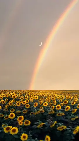 Sunset rainbow #scenery #scenerylover  #sceneryvideos #sceneryvisual #amazingnature #naturevibes #natureonly #natureinfocus #natureview #naturelovers #naturemagic #nature #naturelandscapes #viral #zairajess14_ #viralvideo #luna #laluna #sunset #rainbow #sunflower #fyviral #fypage #goviral #fy #fyp #fypシ #moon #moonoftheday #mooninthesky #themoon #moonlovers 