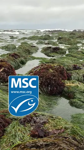 Happy World Ocean Day! What are some things you do to protect the ocean? Tap the link in my bio to take the MSC pledge 🤓 @MSC Blue Fish #bigbluefuture #feelgoodseafood #worldoceanday 