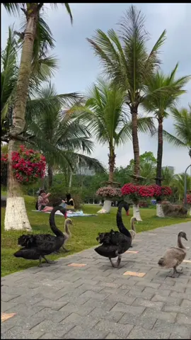 Công Viên Hồ Thiên Nga Khu đô Thị Ecopark.#CảnhĐẹpThiênNhiên #khoinucuoi #ecopark 