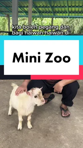 Hussin Fauzi Farm. Nama macam skema, tetapi best! Kita boleh bermain-main dengan haiwan2 di Mini Zoo ini. Lokasi di Kampung Teluk Penyamun, Bestari Jaya, Kuala Selangor. Lokasi percutian dan tempat menarik. Unta dan babi pun. ada. #hussinfauzifarm #minizoohussinfauzifarm👍😉 #minizoo #cuticutimalaysia #kualaselangor #malaysia 
