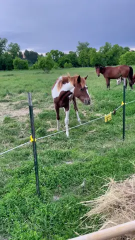 Lol poor baby. 😅 ⚡️ #horse #horsesoftiktok #horses #equine #hotwire #electricfence #western #fail #funny #blooper #fyp #fypシ #fy #foryou #foryoupage 