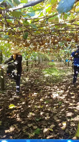 #Dollor Picking #Gold kiwifruit picking season in Newzealand #Gold Kiwi #farminglifeboys #nepalitiktok #nztiktok #fypシ゚viral #Oropi #money in tree 🌳 ♥️ 