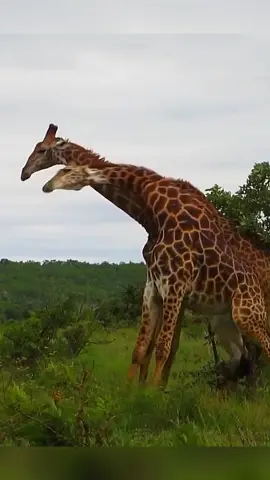 Giraffe knocks down the opponent #animalsoftiktok #wildanimals #fyp #animals #giraffe 