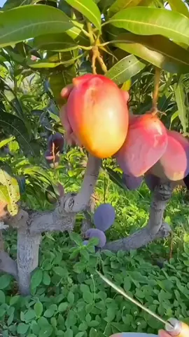 Satisfying mangoes cutting#fyp #freshfruit #satisfying #fypシ #asmr #mango 
