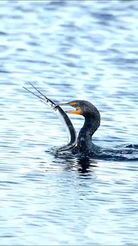 #fy #viral #fypシ #fish #fishing #gofishing #topwaterfishing #explore #اكبسلور 