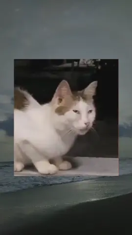 gato chinesKKKKKKKKKKKKKKKKKKKKKKKKKKKKKKKKK #videosengracados #animaisengraçados #paravoce #humor #meme 