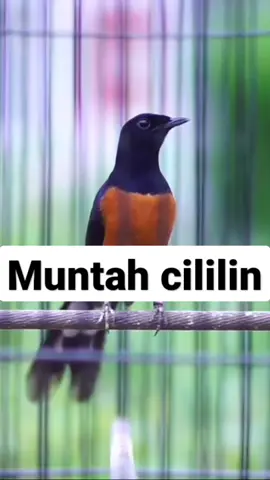 Murai Isian Cililin #kicaumania #muraibatu #burungkicau 