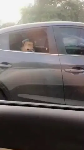 This Is The Best Dog Video, just watch….  . . . Credits @themattweber on TikTok  . .  .  #memes #fyp #tiktok #instagram #animals #animallovers #animalphotography #trending  #dogs #funny #cute #icespice #cutedogs #cutedog #dogsofinstagram 